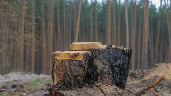 На Волині чоловік незаконно зрізав 32 дерева: як його покарали