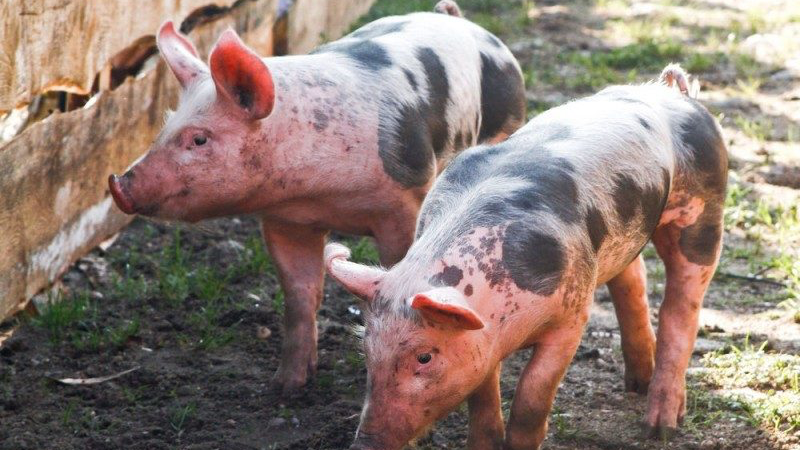 На Волині зафіксували випадок африканської чуми свиней: на території введено карантин