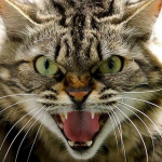 У громаді на Волині - новий випадок сказу: що відомо