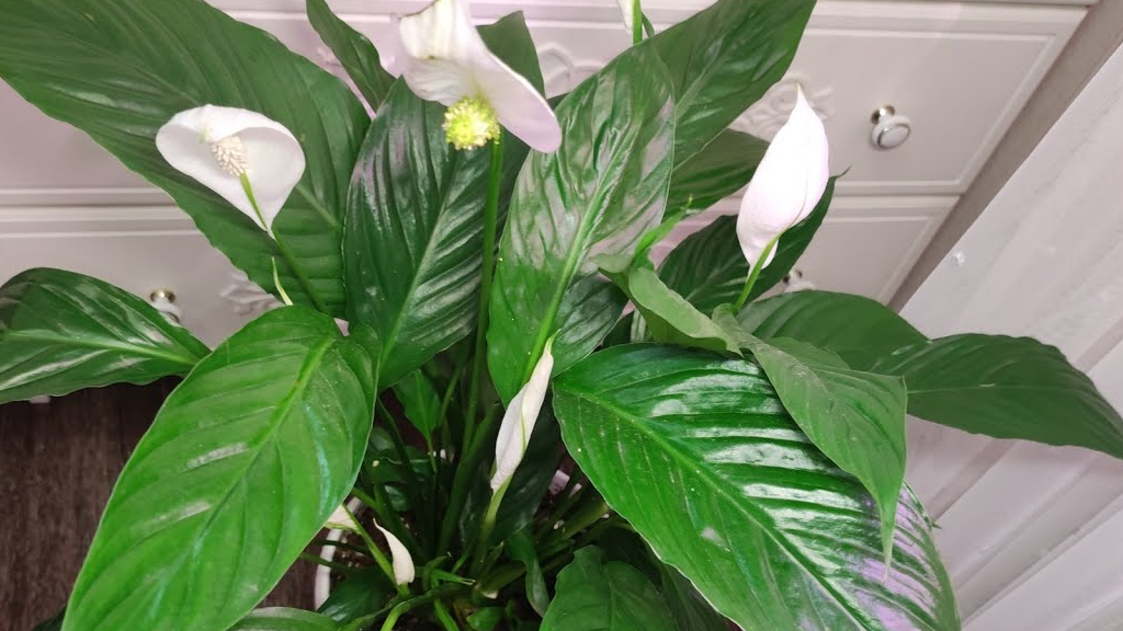 Як змусити спатифілум цвісти: просте підживлення з кухні