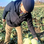 «Син купив розсаду — а ми продовжили його справу»: історія родини з Волині, яка вирощує капусту