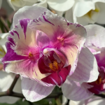 Як підгодувати орхідею часниковим добривом