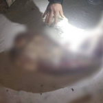 Волинянин незаконно вбив зайця й козу і вирішив відкупитись