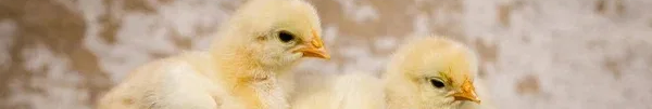 Скільки коштують курчата, каченята та індичата на Волині: огляд цін