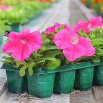 Навіщо сіяти петунію в грудні: досвід садівниці, який дає більше квітів навесні