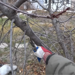 Як обрізати дерева навесні – три головні поради