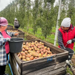 Українська груша цього року стане дефіцитним товаром: морози знищили врожай