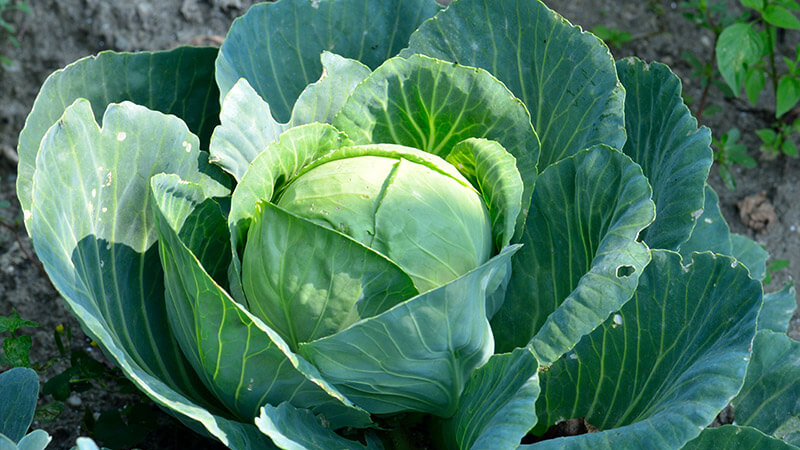 Головки будуть малими та червивими: що не варто садити біля капусти
