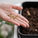 Підготовка насіння до посіву: маленькі кроки, які дають великі сходи