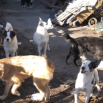 Собаки їдять котів: у селі під Луцьком чоловік морить голодом тварин