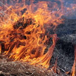 На Волині судили матір, неповнолітній син якої спалював сухостій