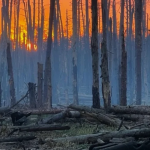 На Волині двоє чоловіків вирубали у лісі 13 сосен: як їх покарали