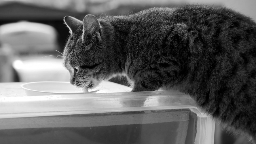 Чи можна котам молоко і сметану: ветеринарка пояснила небезпеку для здоров’я