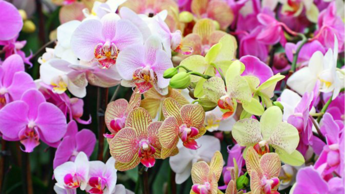 Орхідея не цвіте: як дуже швидко стимулювати бутони