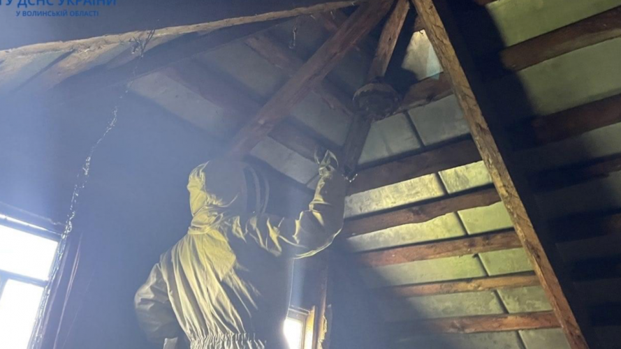 На Волині рятувальники ліквідували три гнізда шершнів