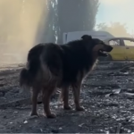 собака Джесі, ракетний удар на київ