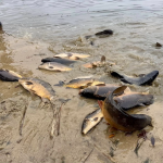 В озеро на Волині запустили майже пів тонни риби