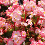 Головний секрет цвітіння бегонії у січні