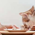 10 продуктів, які не можна давати котам і собакам: можуть спричинити отруєння та навіть смерть