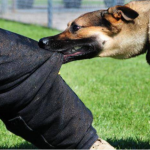 На Волині собака вкусила дівчину за ногу - тварину у власника вилучили