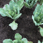 Секрет гарного врожаю: як правильно садити капусту навесні