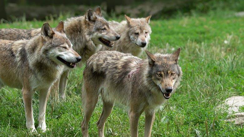 Блудять зграєю: у громаді на Волині вовки нападають на телят і лошат