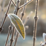 Туман та морози: якою буде погода на Волині у неділю, 21 грудня?