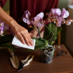 7 днів, і вазони як новенькі: що робити, якщо в орхідеї жовтіє листя