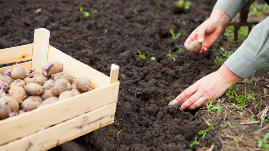 Скільки років можна садити картоплю на одному місці: не повторюйте цю помилку