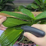 Як картопля допомагає орхідеї зацвісти