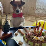В українського чотирилапого героя Патрона день народження