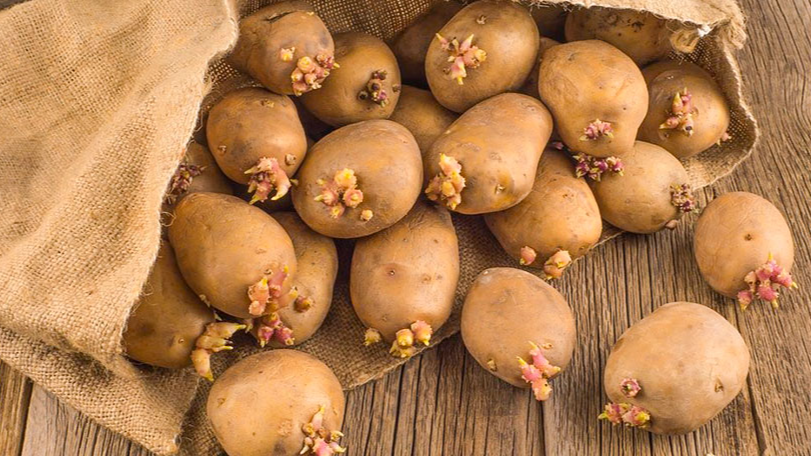 Як виростити ранню картоплю: поради для щедрого врожаю вже в травні