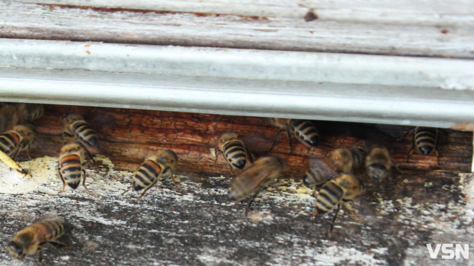 «Як не буде бджілок, не буде людей на Землі»: пасічники з Волині про підготовку вуликів до зими