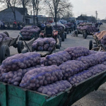 Праця за копійки: на Волині приймають картоплю по 3–4 гривні