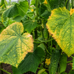 Чому жовтіють огірки і як їх врятувати