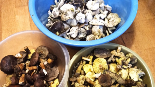 «Трішки підморожені»: у листопаді на Волині все ще збирають гриби