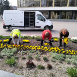 У Луцьку витратять понад 2 мільйони гривень на висадку 66 тисяч квітів