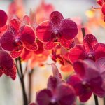 Як змусити орхідею цвісти взимку: 4 домашні підживлення