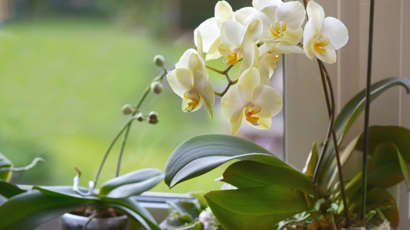 Листя росте, а квітів немає: підживіть цим орхідею — і вазон випустить багато стрілок