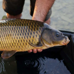 Олег Мальборо піймав дикого сазана