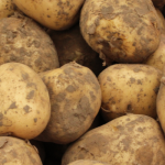 На Волині різко подешевшала картопля