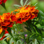 Коли висівати чорнобривці, щоб клумба була яскравою вже в травні?