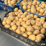 Скільки коштує картопля нового врожаю на Центральному ринку Луцька