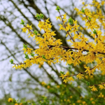 Тепло до +18° і без дощів: коли на Волині зміниться погода