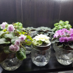 Не заливайте фіалки взимку: схема “1-14-1” для рясного цвітіння