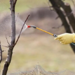 Чим обробити дерева ранньою весною: що дійсно потрібно зробити зараз