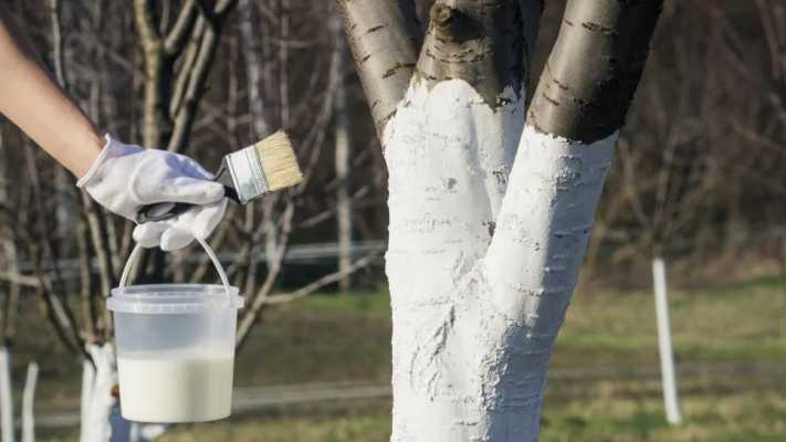 Секретна побілка, якої вистачить на 2 сезони: дерева стануть білосніжними за хвилину