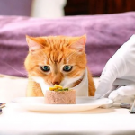 Скільки разів на день годувати кота: помилка, якої припускається більшість господарів