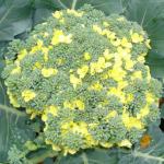 Чому броколі та цвітна капуста йдуть у цвіт і як цього уникнути