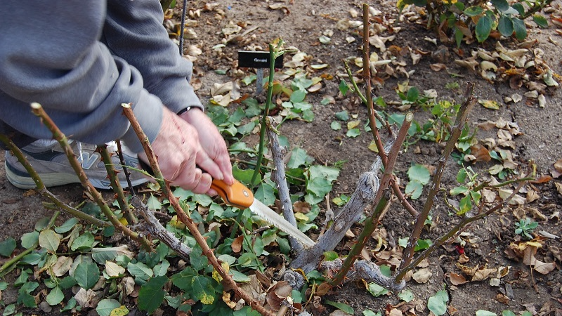 «Віддячать» буйним цвітінням: які рослини краще обрізати в грудні